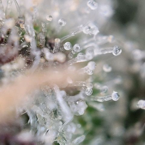 Moby Dick Auto growlog timeline photo