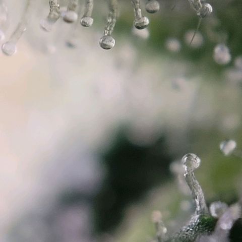 Moby Dick Auto growlog timeline photo