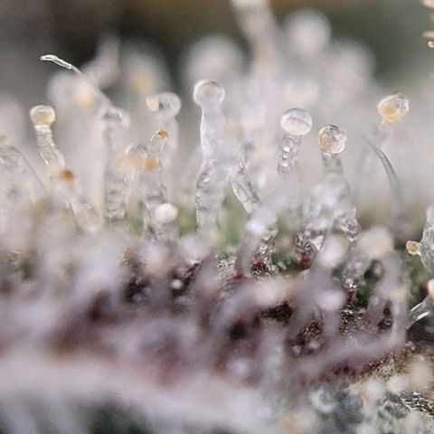 Moby Dick Auto growlog timeline photo