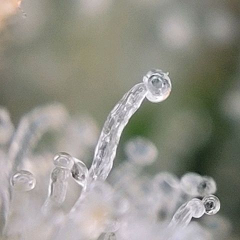 Moby Dick Auto growlog timeline photo