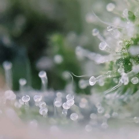 Moby Dick Auto growlog timeline photo
