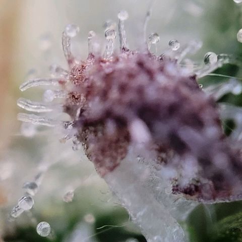 Moby Dick Auto growlog timeline photo