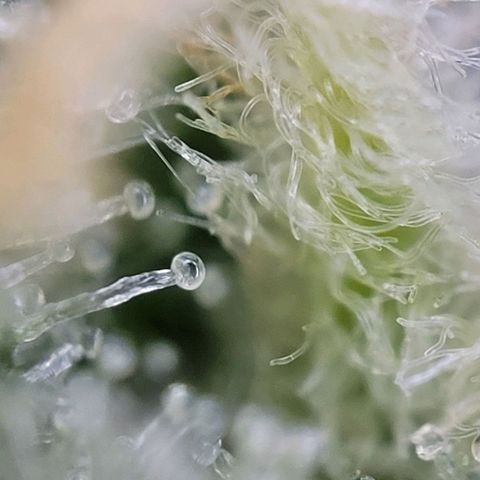 Moby Dick Auto growlog timeline photo