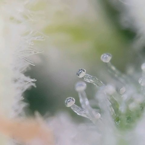 Moby Dick Auto growlog timeline photo