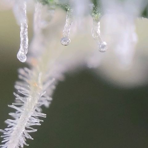 Moby Dick Auto growlog timeline photo