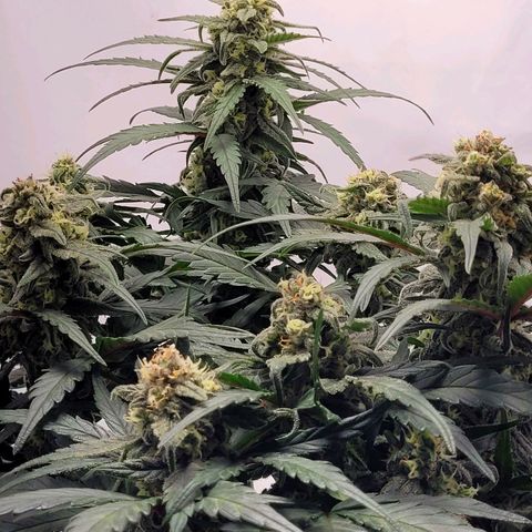 Moby Dick Auto growlog timeline photo