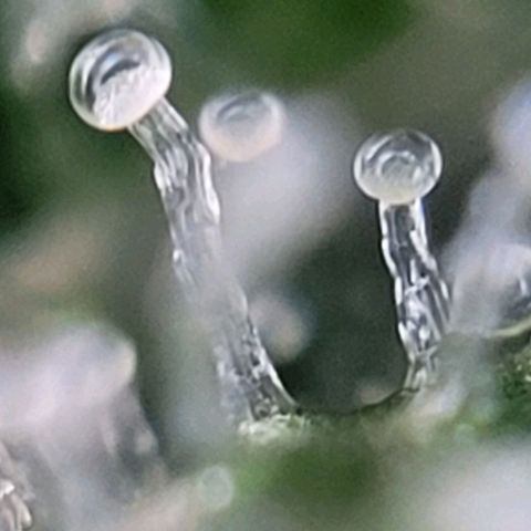 Moby Dick Auto growlog timeline photo