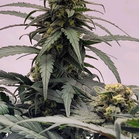 Moby Dick Auto growlog timeline photo