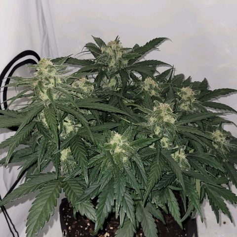 Moby Dick Auto growlog timeline photo