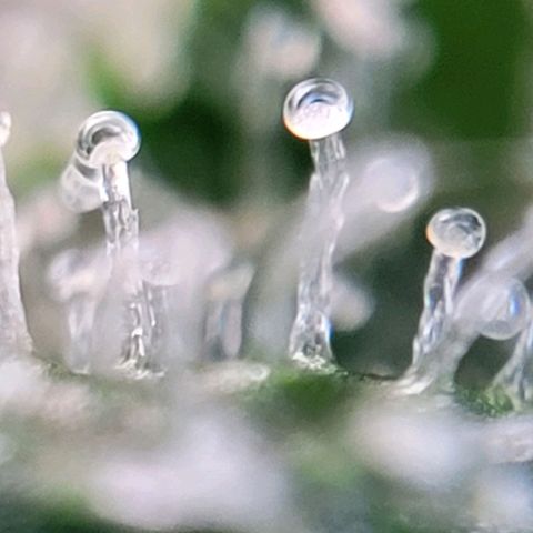 Moby Dick Auto growlog timeline photo