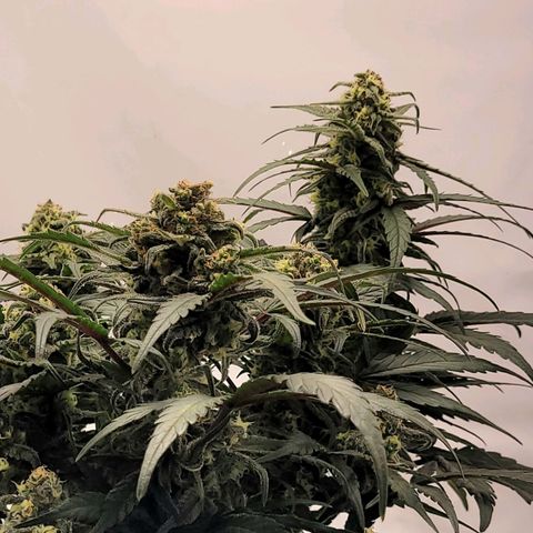 Moby Dick Auto growlog timeline photo