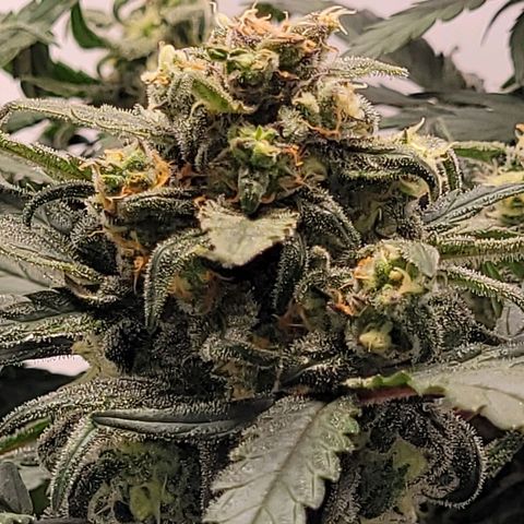 Moby Dick Auto growlog timeline photo