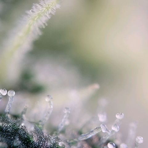 Moby Dick Auto growlog timeline photo
