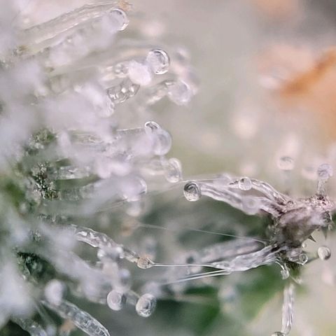 Moby Dick Auto growlog timeline photo