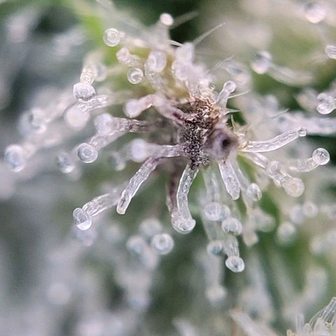 Moby Dick Auto growlog timeline photo