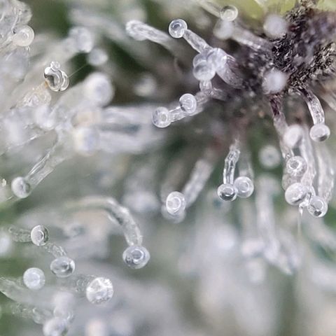 Moby Dick Auto growlog timeline photo