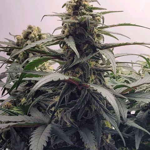 Moby Dick Auto growlog timeline photo