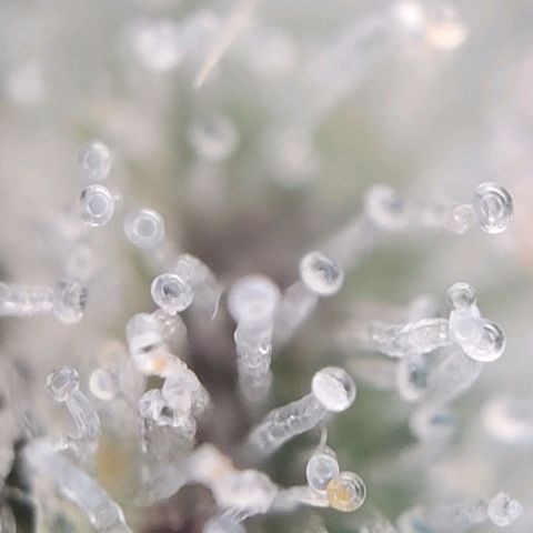 Moby Dick Auto growlog timeline photo