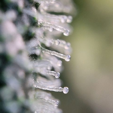 Moby Dick Auto growlog timeline photo
