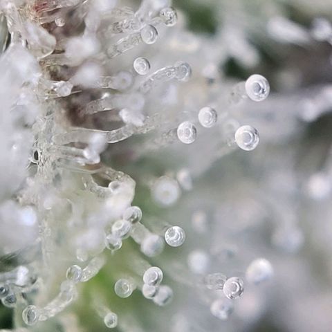 Moby Dick Auto growlog timeline photo