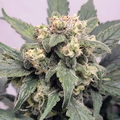 Moby Dick Auto growlog timeline photo