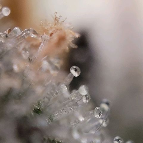 Moby Dick Auto growlog timeline photo