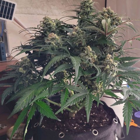 Moby Dick Auto growlog timeline photo