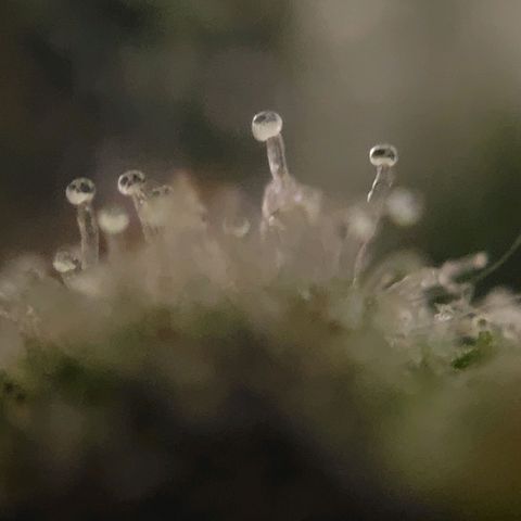 Moby Dick Auto growlog timeline photo
