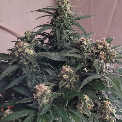 Moby Dick Auto growlog timeline photo