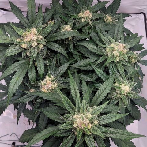 Moby Dick Auto growlog timeline photo