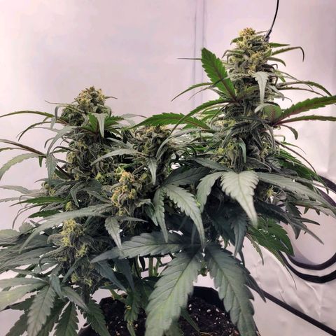 Moby Dick Auto growlog timeline photo