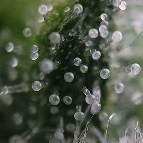 Moby Dick Auto growlog timeline photo