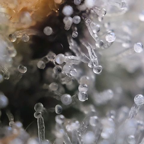 Moby Dick Auto growlog timeline photo