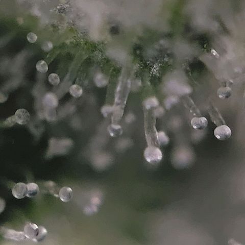 Moby Dick Auto growlog timeline photo
