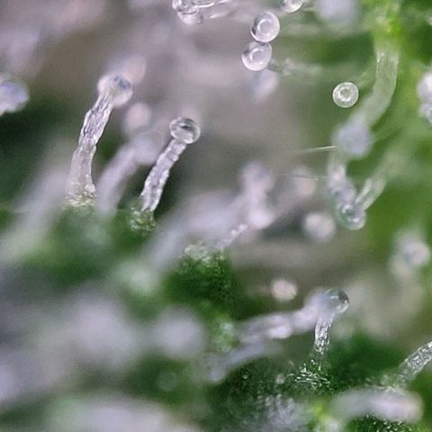 Moby Dick Auto growlog timeline photo