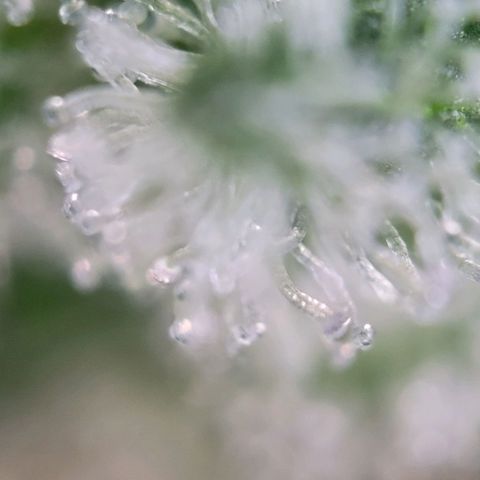Moby Dick Auto growlog timeline photo
