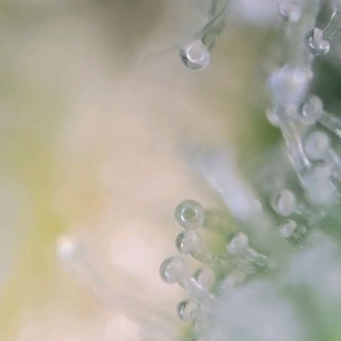 Moby Dick Auto growlog timeline photo