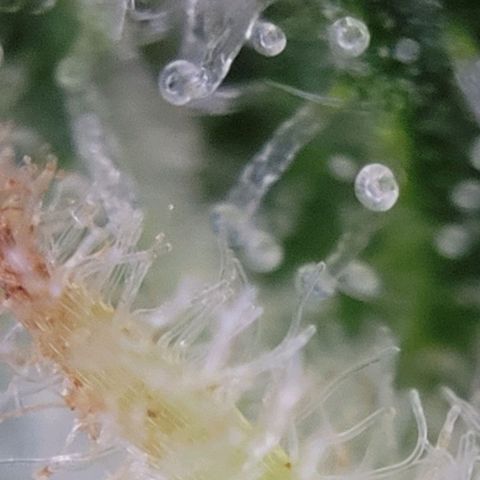 Moby Dick Auto growlog timeline photo
