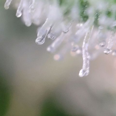 Moby Dick Auto growlog timeline photo