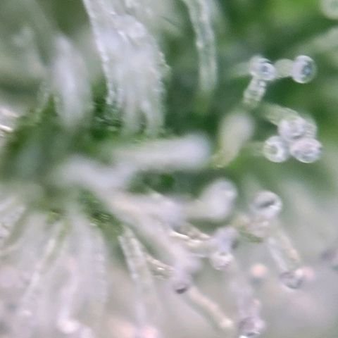 Moby Dick Auto growlog timeline photo