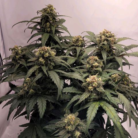 Moby Dick Auto growlog timeline photo