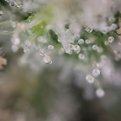 Moby Dick Auto growlog timeline photo