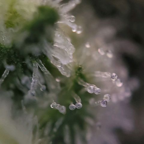 Moby Dick Auto growlog timeline photo