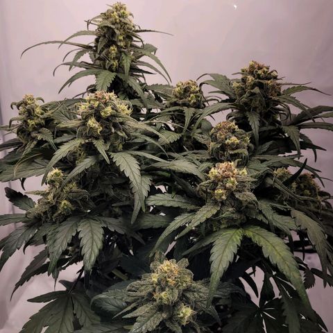 Moby Dick Auto growlog timeline photo