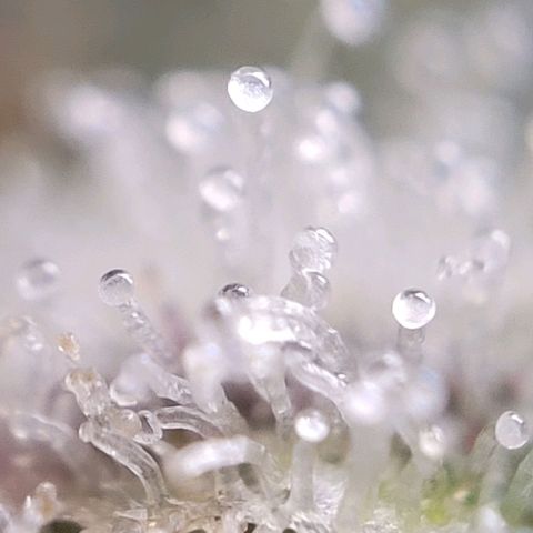 Moby Dick Auto growlog timeline photo