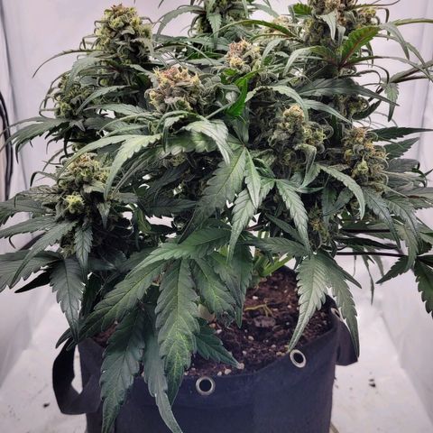 Moby Dick Auto growlog timeline photo