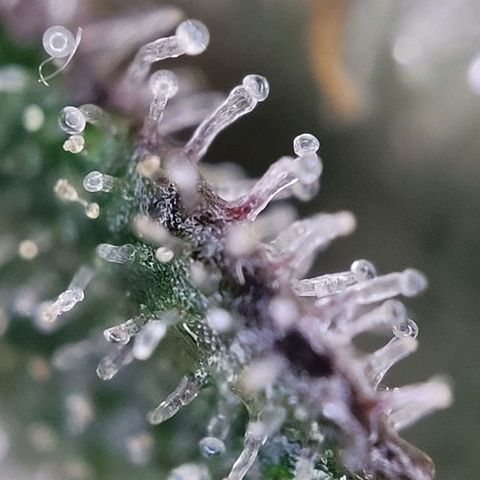Moby Dick Auto growlog timeline photo