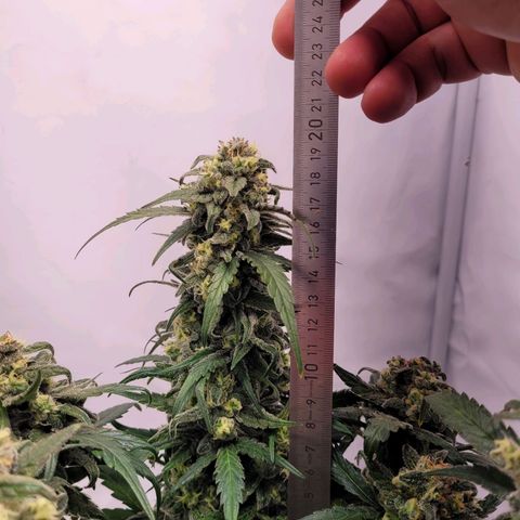 Moby Dick Auto growlog timeline photo