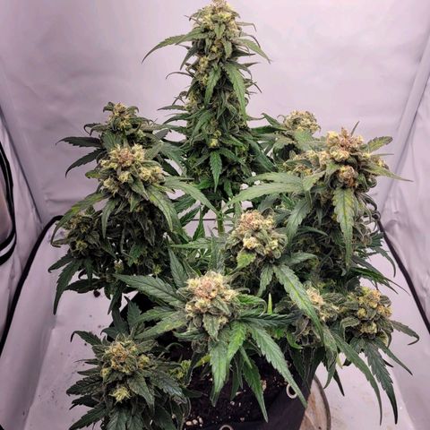Moby Dick Auto growlog timeline photo