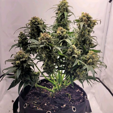 Moby Dick Auto growlog timeline photo